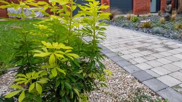 Een tuin met verschillende planten en een geplaveid pad.