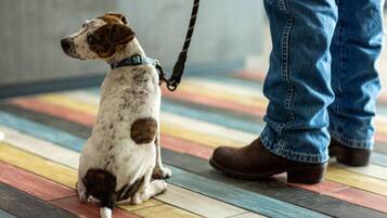 Un cane seduto su un pavimento multicolore con una persona accanto.