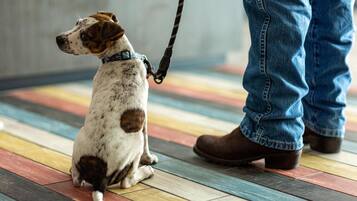 Een hond aan een riem zit op een kleurrijke vloer.