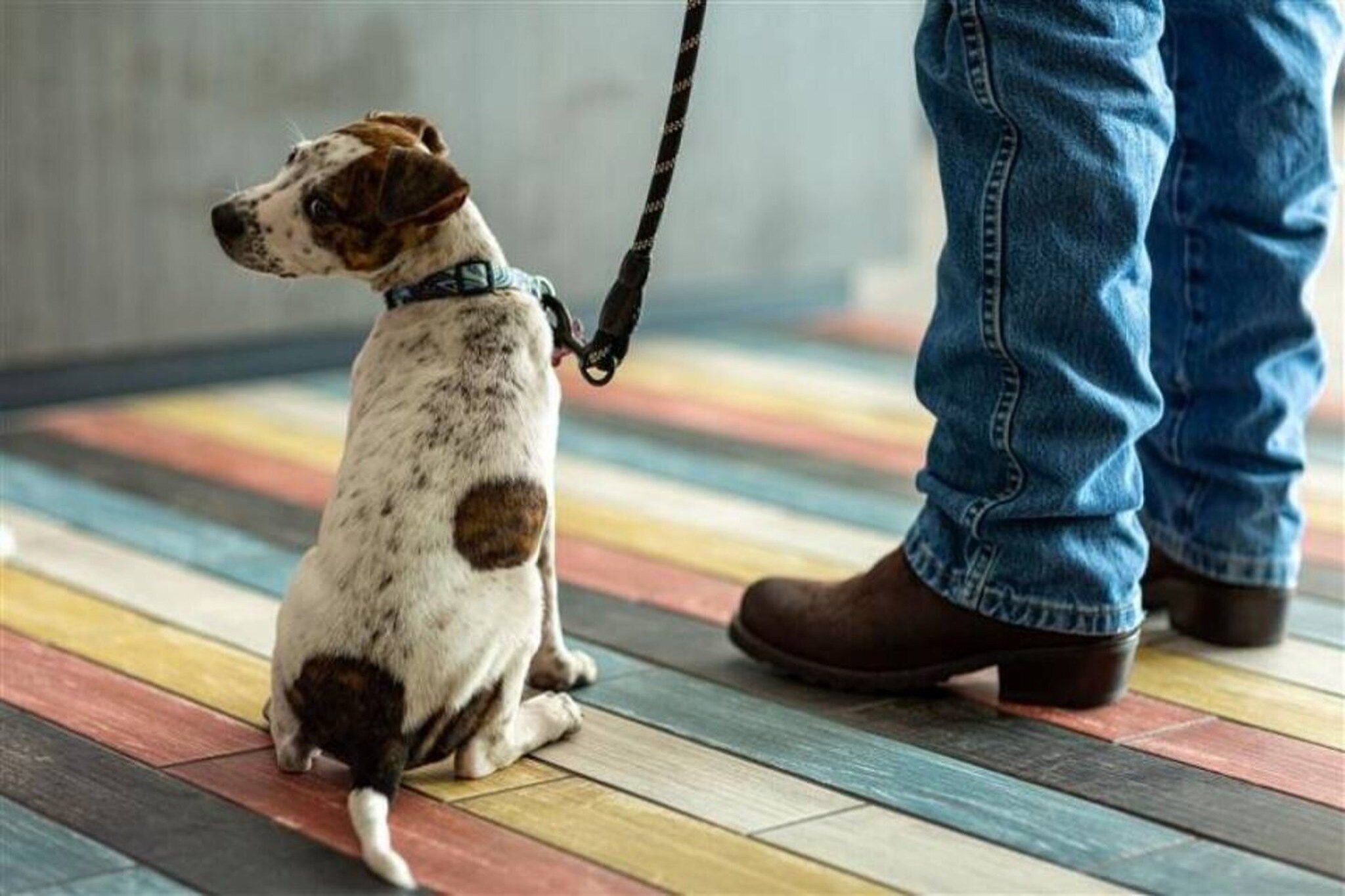 En hund i snor sidder på et farverigt gulv.