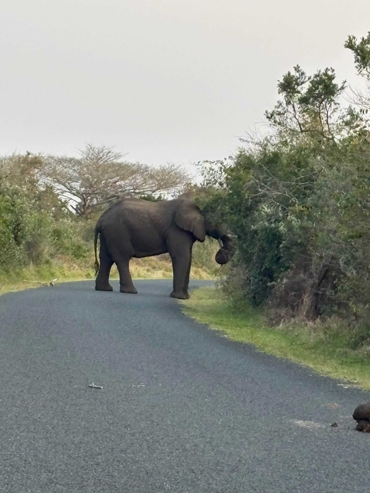 Un elefante en una carretera pavimentada, con vegetación a ambos lados.