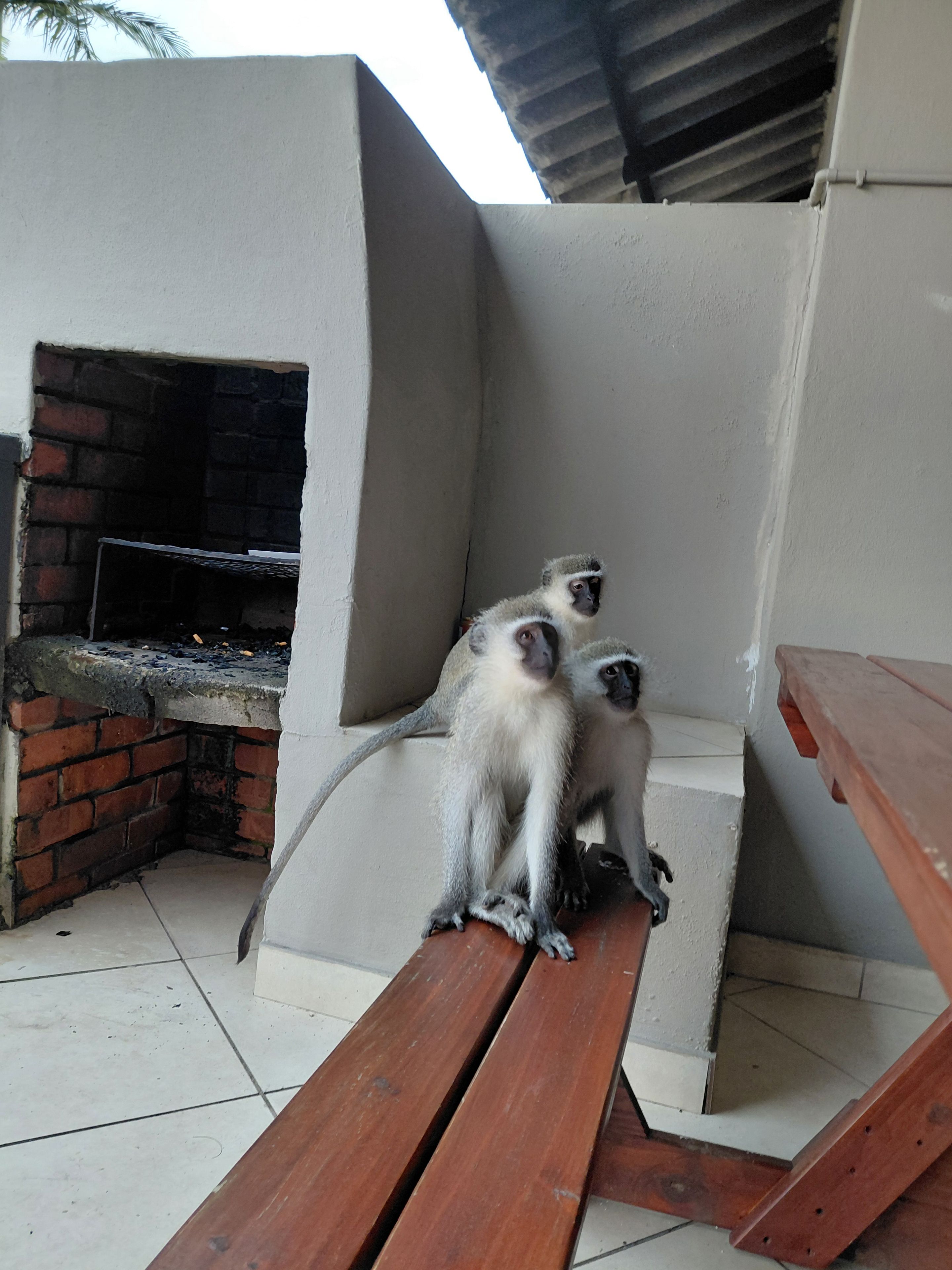 Un singe est assis sur un banc, à côté d’une cheminée en briques.