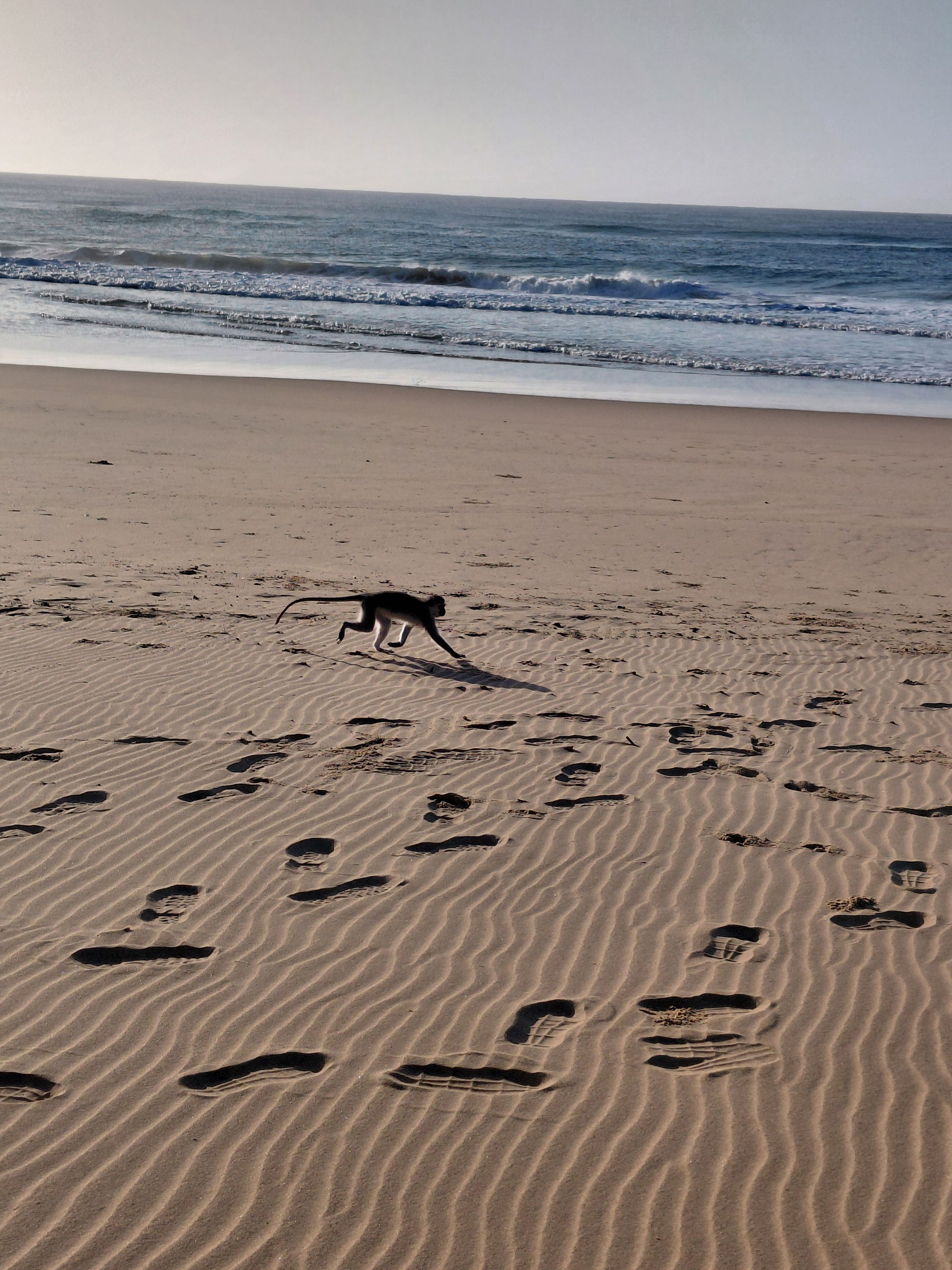 Une plage parsemée d’empreintes et, au loin, on aperçoit un singe.