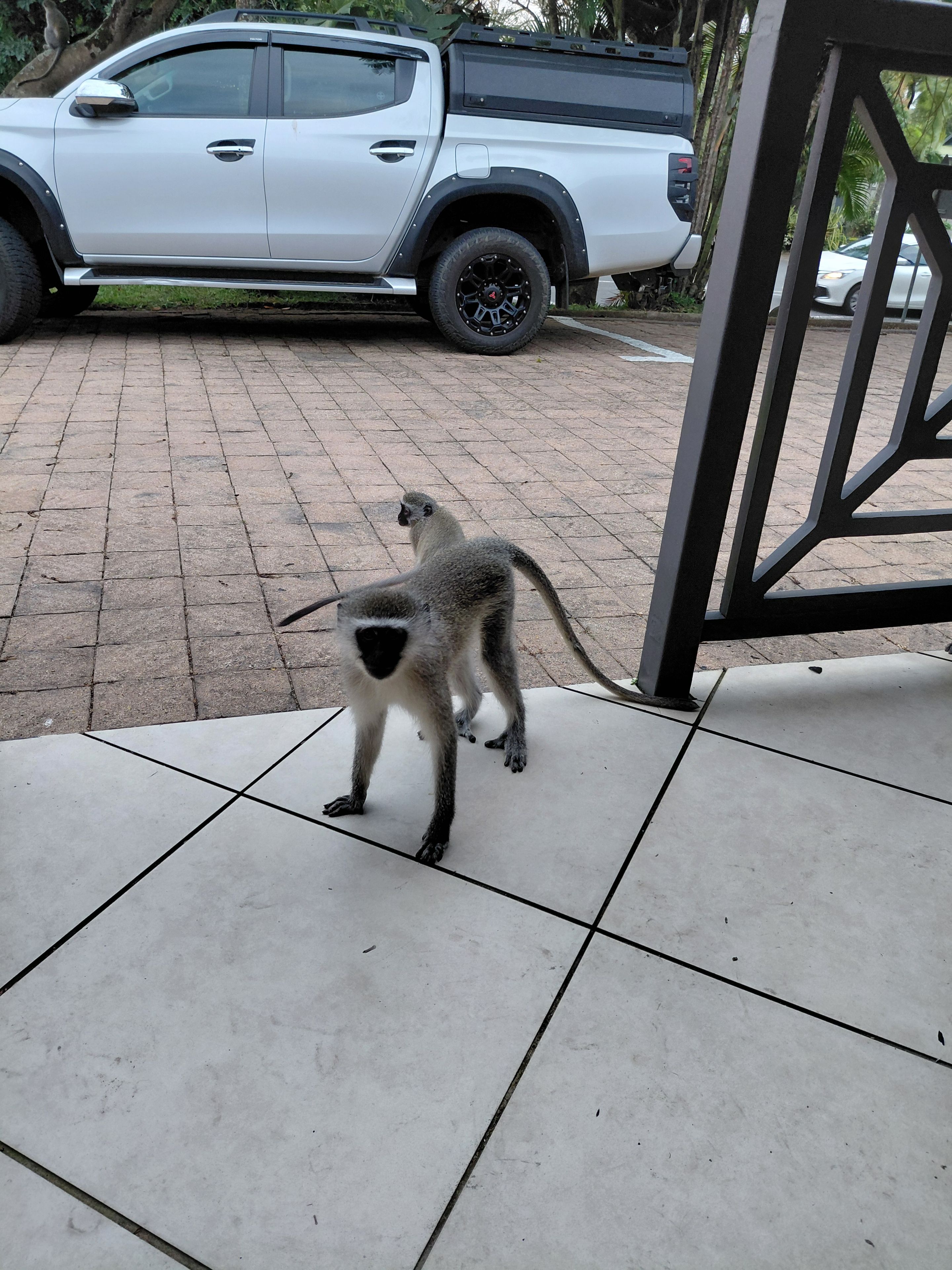 A monkey on a tiled floor with a white pickup truck in the background.