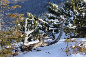 Un paysage enneigé avec un arbre abattu et des conifères chargés de neige.