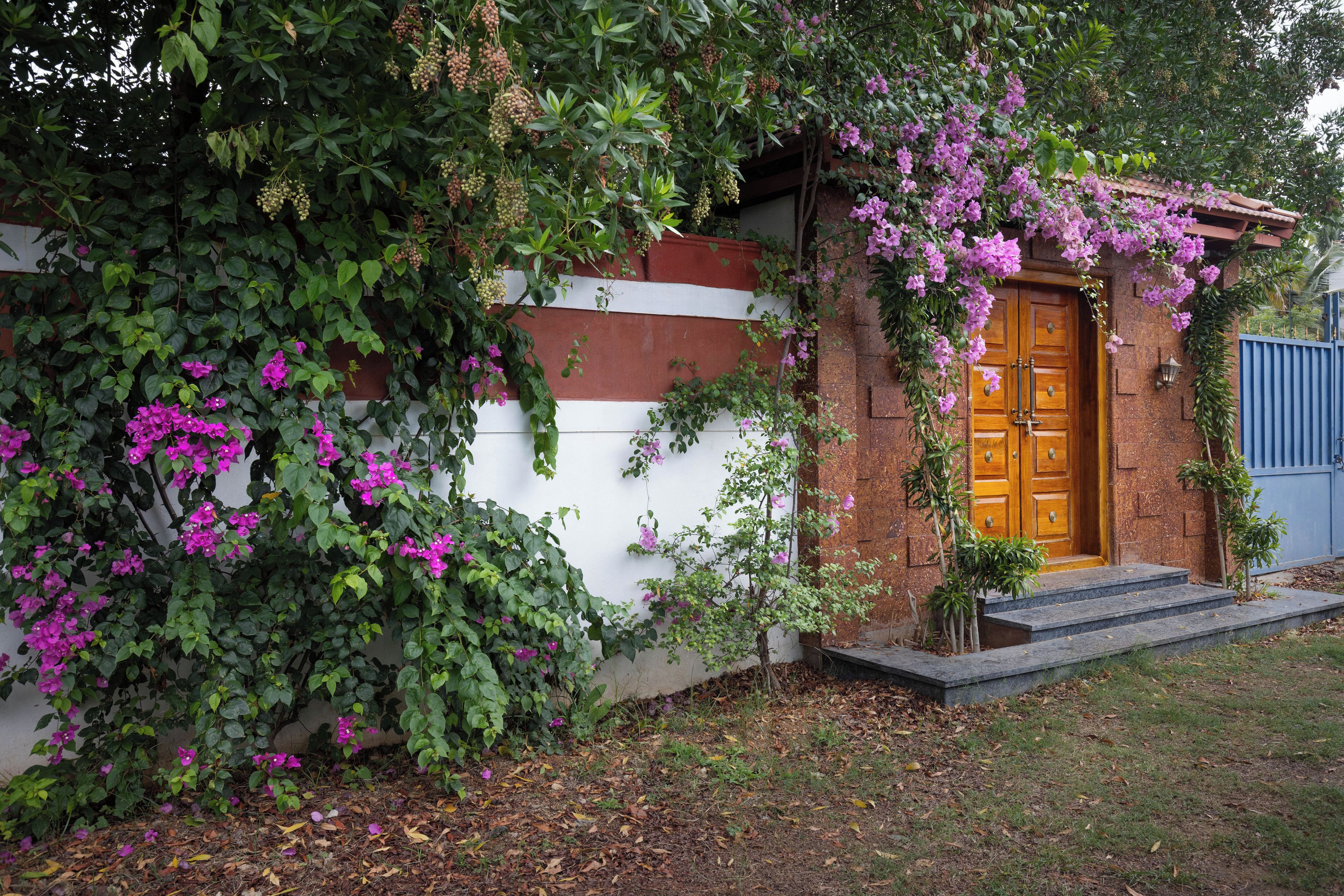 Ein Haus mit einer Holztür, einer weiß-braunen Wand und einem Garten mit lila Blumen.