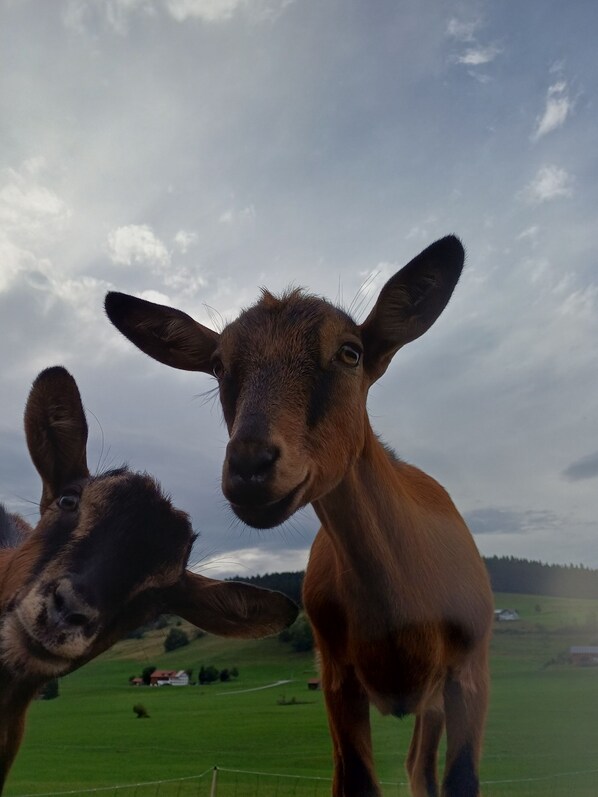 A close-up of a goat's head with a blurred background of a green field and a cloudy sky.