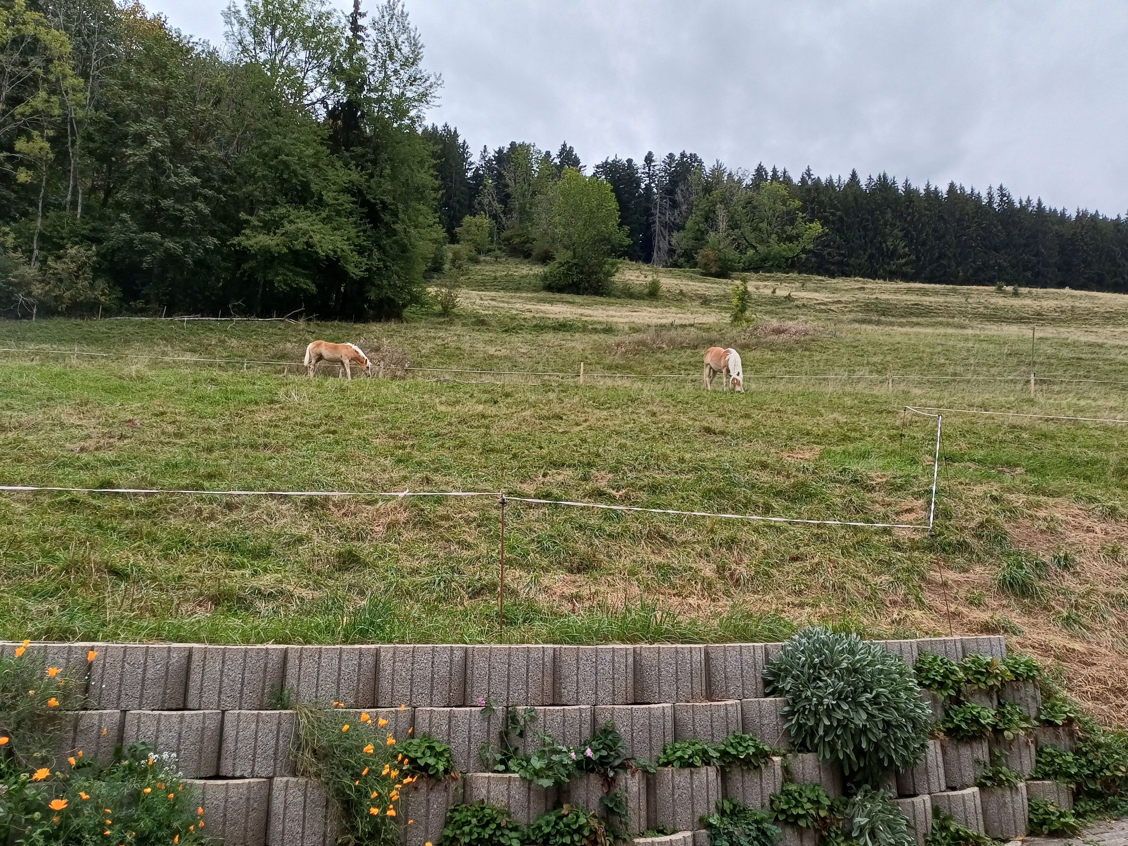 A fenced field with two horses grazing, surrounded by trees and a stone wall with vegetation.