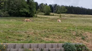 A fenced field with two horses grazing, surrounded by trees and a stone wall with vegetation.