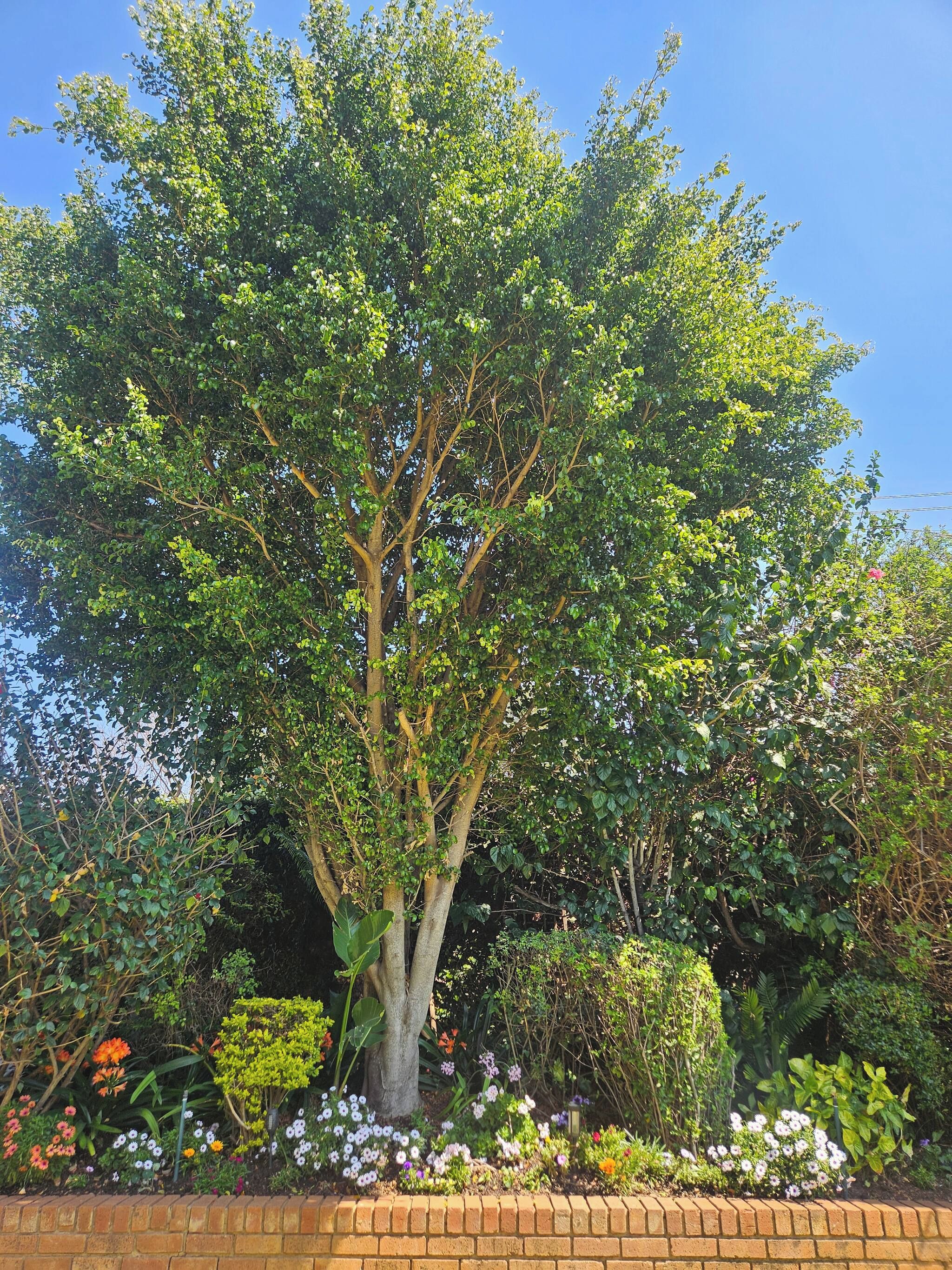 A tree with dense foliage in a landscaped garden with various plants and flowers.