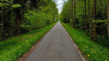 A paved road flanked by dense green foliage and trees, leading into a forested area.