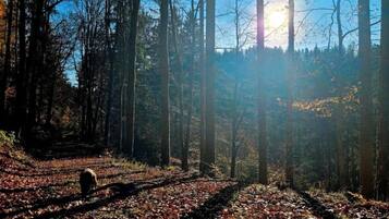 Un sentier forestier bordé d’arbres, où la lumière du soleil filtre à travers le feuillage.