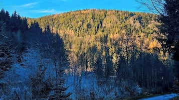 A road winding through a forested area with a hill in the background.
