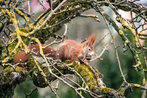 Ein Eichhörnchen auf einem mit Moos bewachsenen Ast.