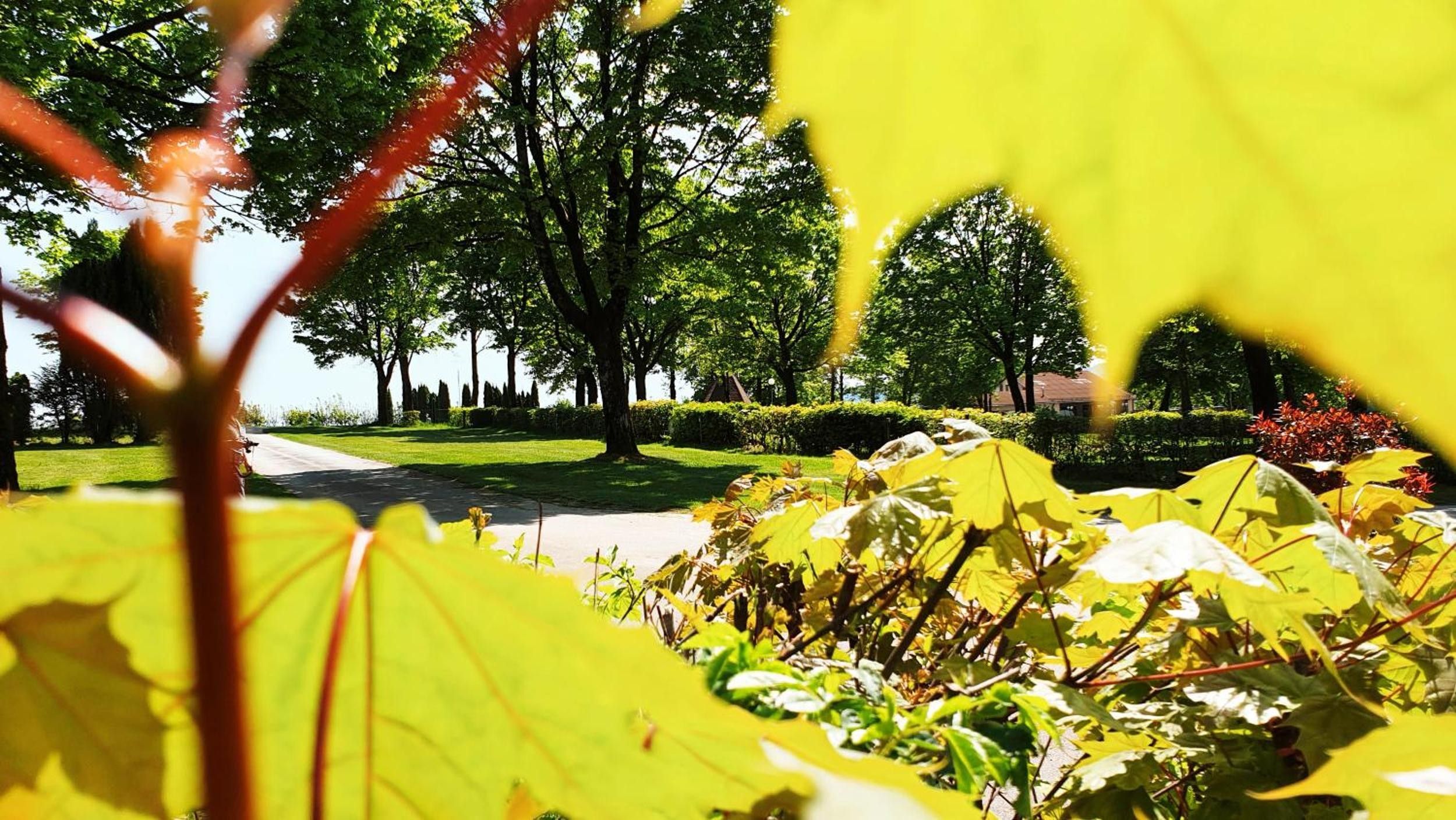 A park with trees, a pathway, and a building in the background.