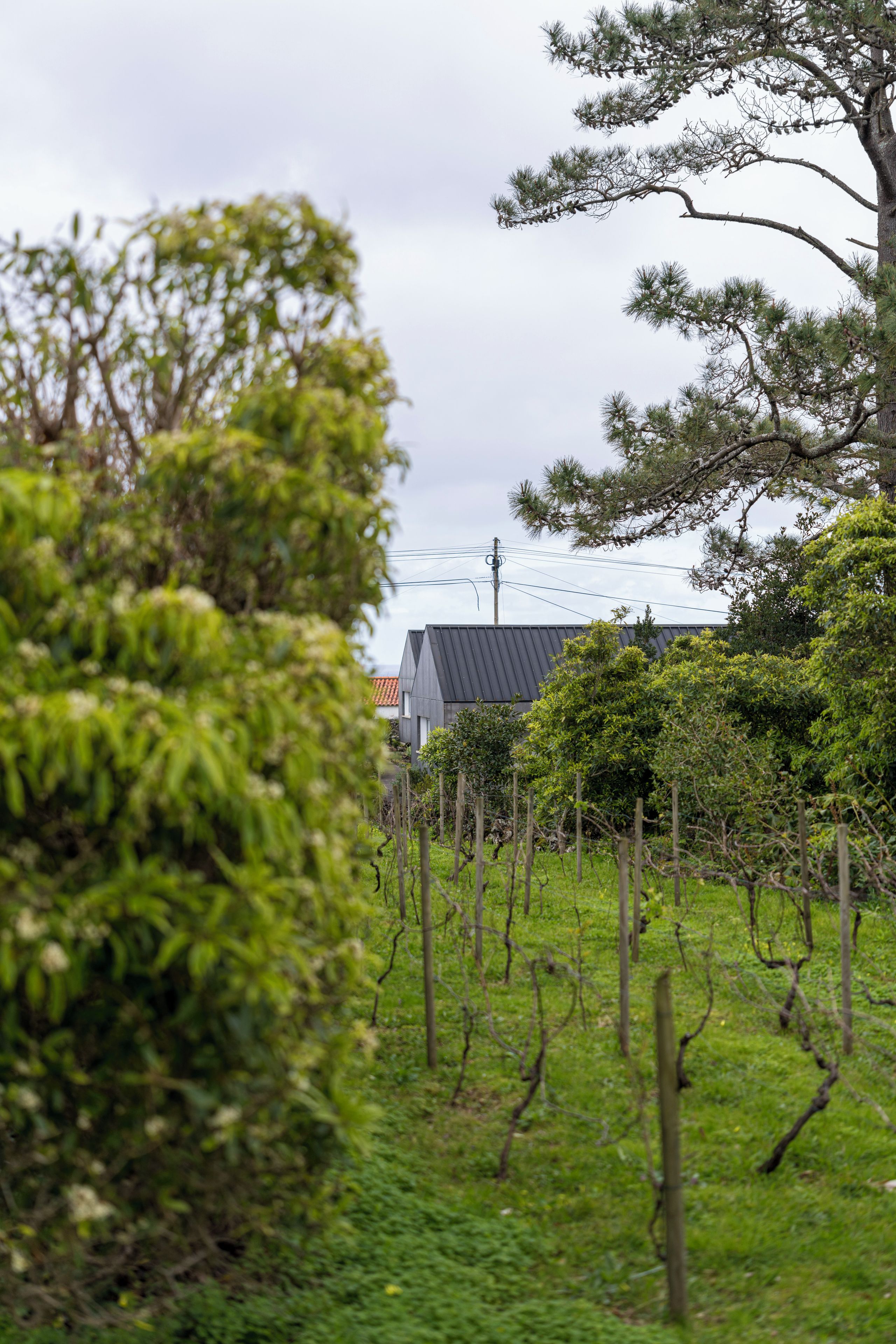 A vineyard with rows of grapevines and a building with a dark roof in the background.