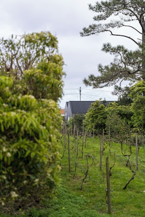 A vineyard with rows of grapevines and a building with a dark roof in the background.