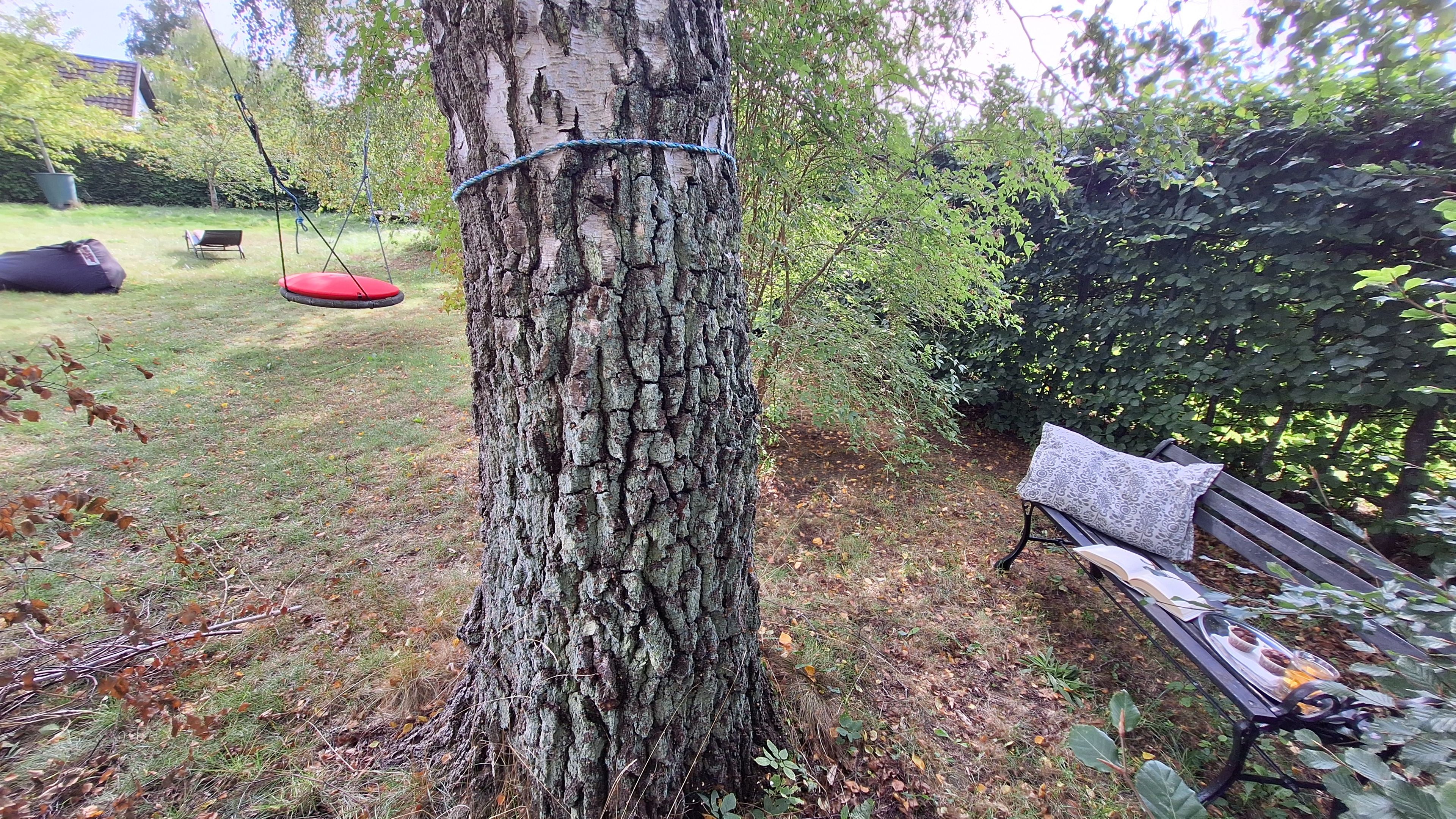 A tree with a swing, a bench, and a picnic table with food.