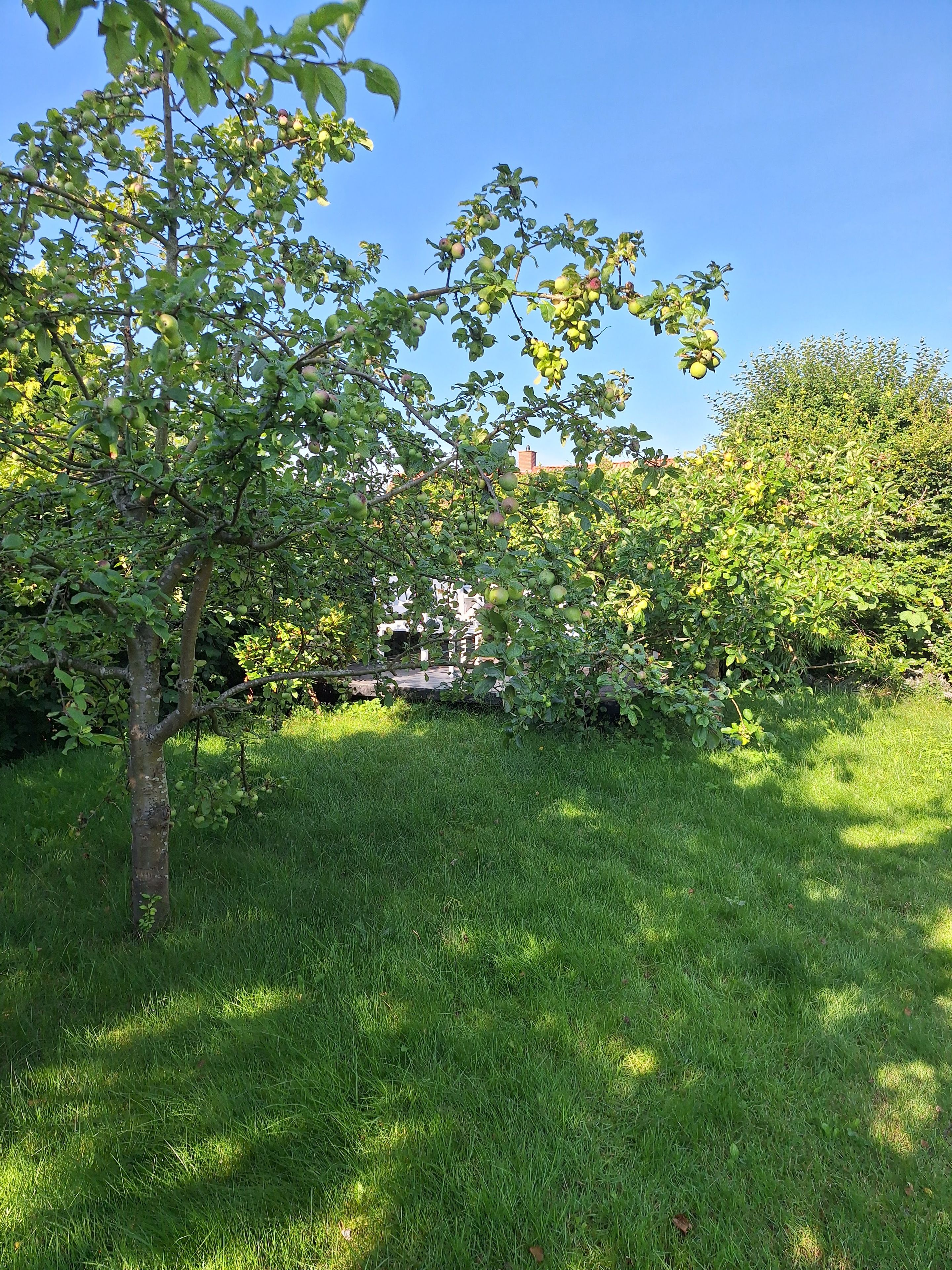 A grassy area with trees and a building in the background.