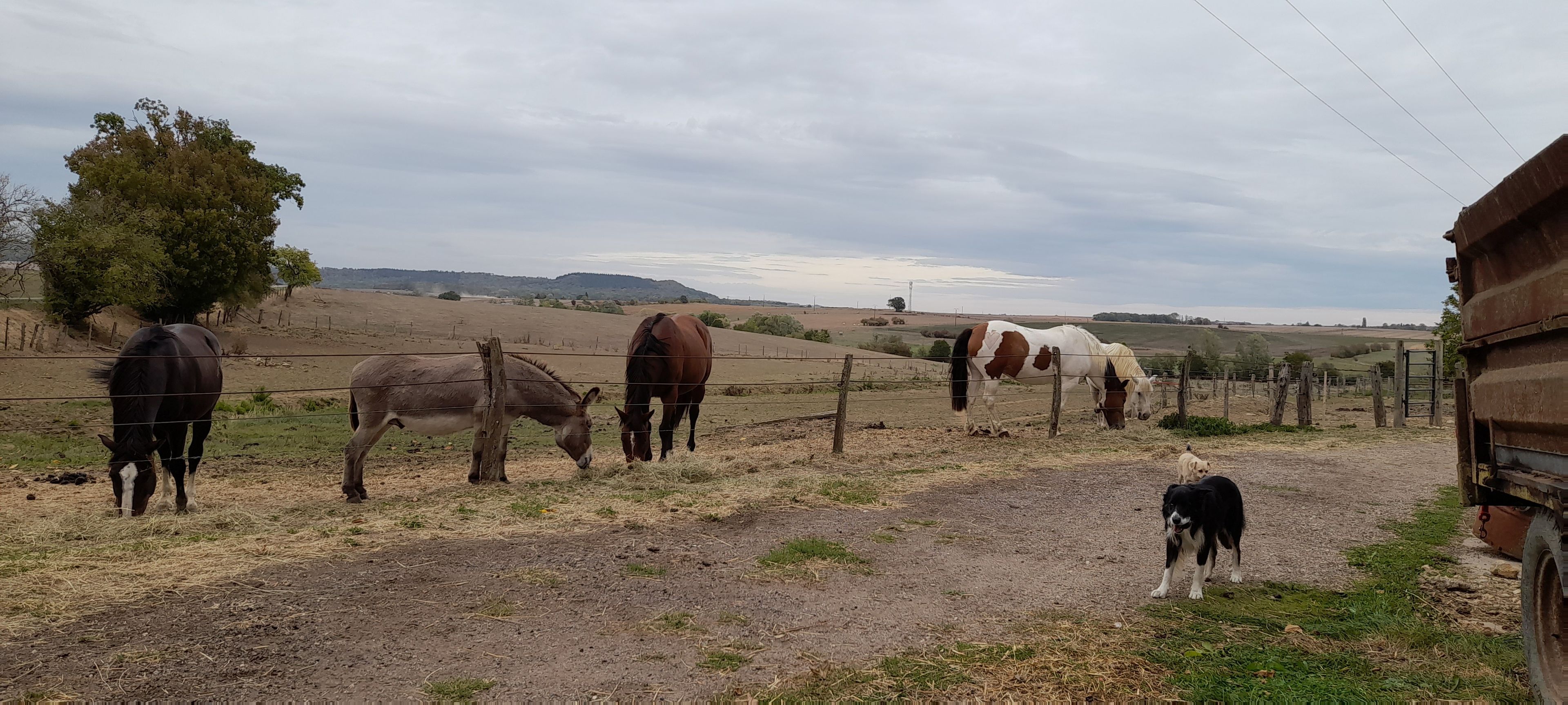 Un espacio al aire libre cercado con caballos y un perro.