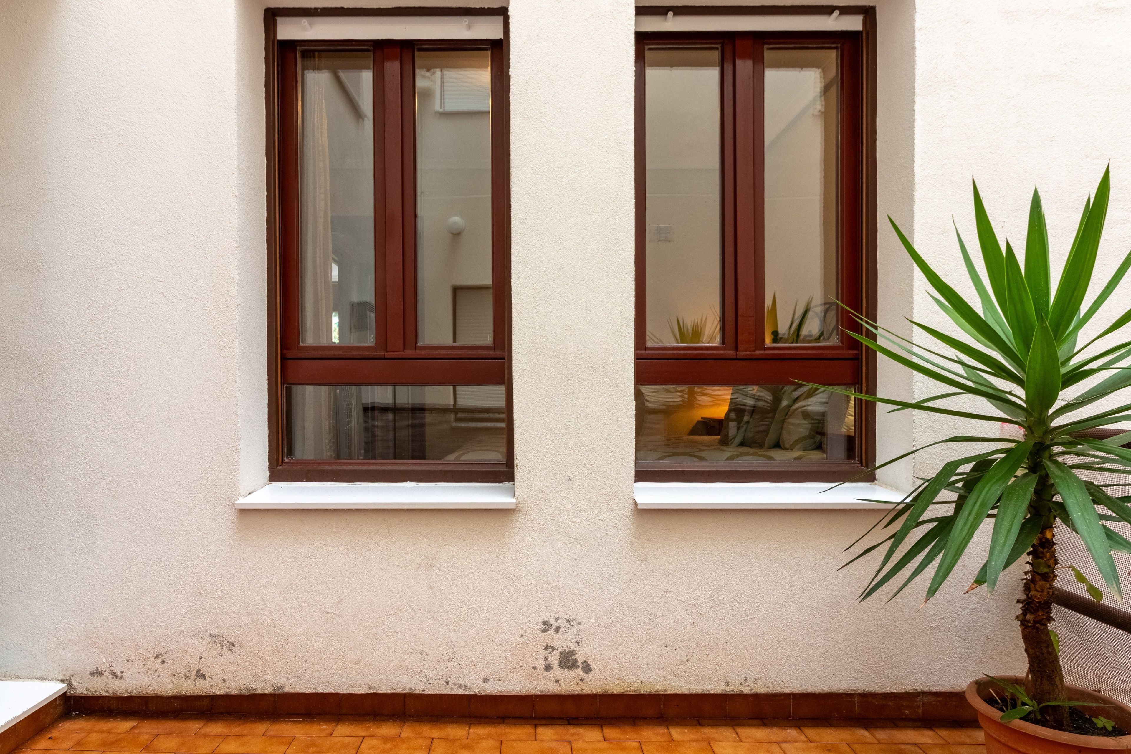 A building facade with two windows and a potted plant.