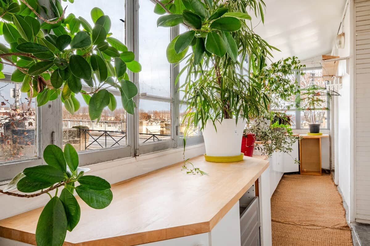 Una cocina con encimera de madera, ventanas amplias y plantas en macetas.
