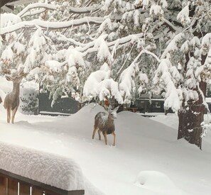A snowy landscape with trees and a deer. - Cozy Cabin! Short Walk to Town Center! Deck! Patio! Hammock! Fireplace! (Idyllwild-Pine Cove)