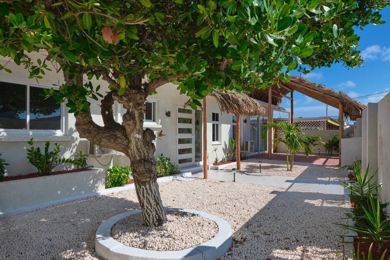 Un arbre à l’écorce épaisse et au feuillage dense, situé dans un espace aménagé avec un sol recouvert de gravier.
