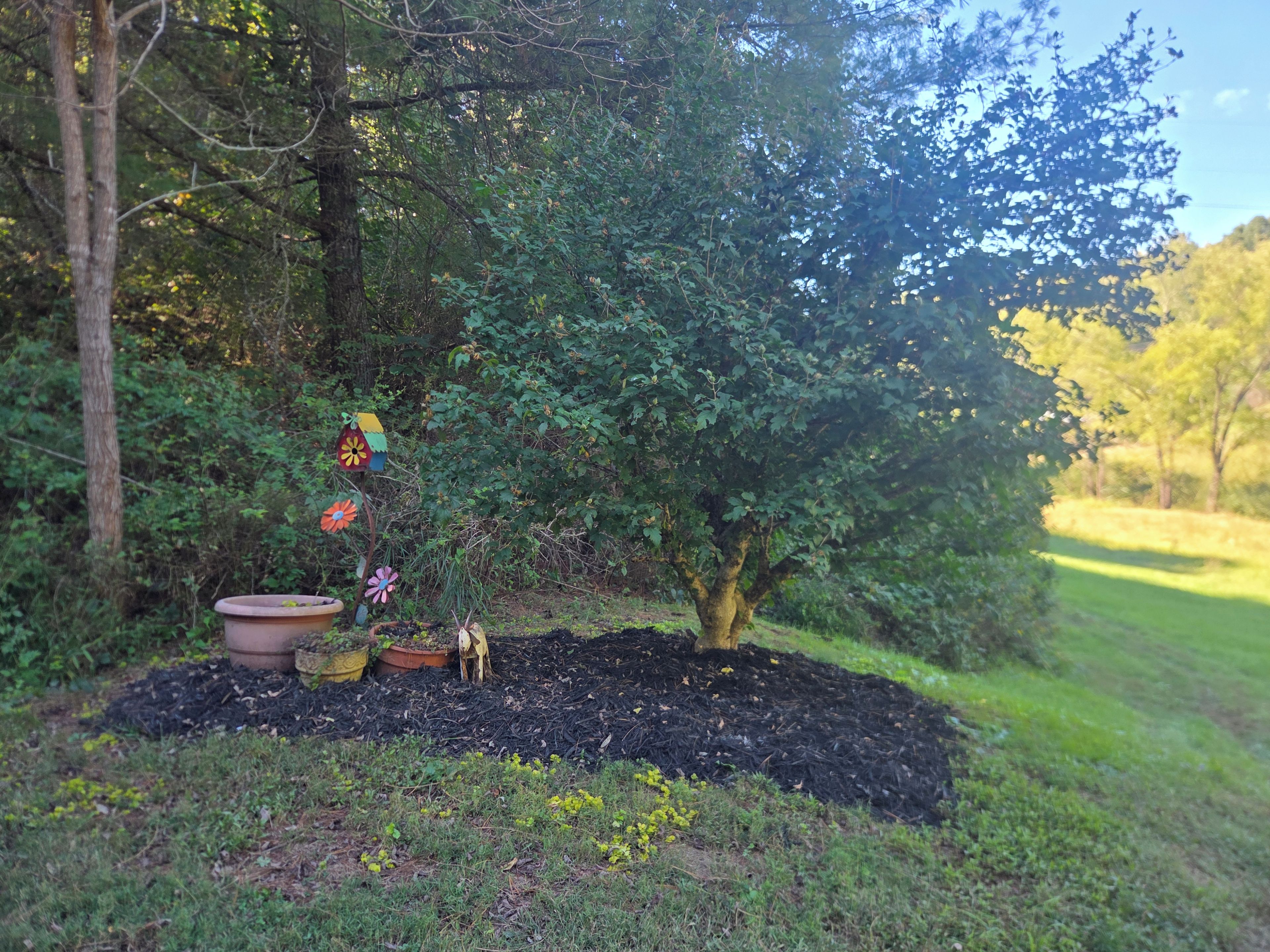 A garden area with a tree, mulch, and potted plants.