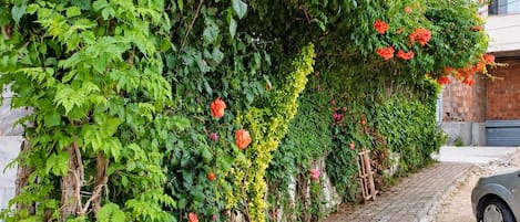 A paved pathway alongside a building with a vine-covered wall adorned with flowers.