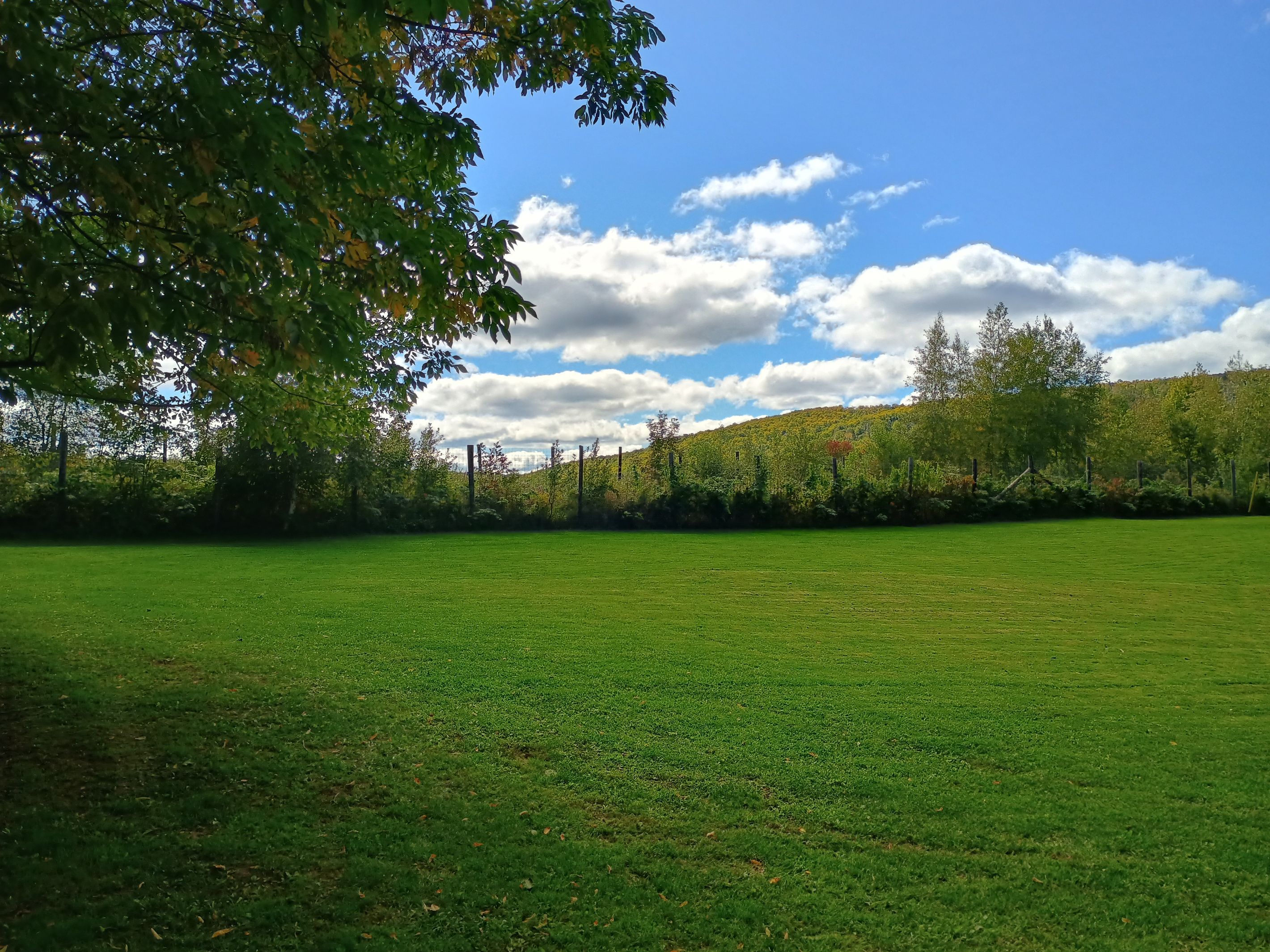 Een grasveld met bomen en een heuvel op de achtergrond.