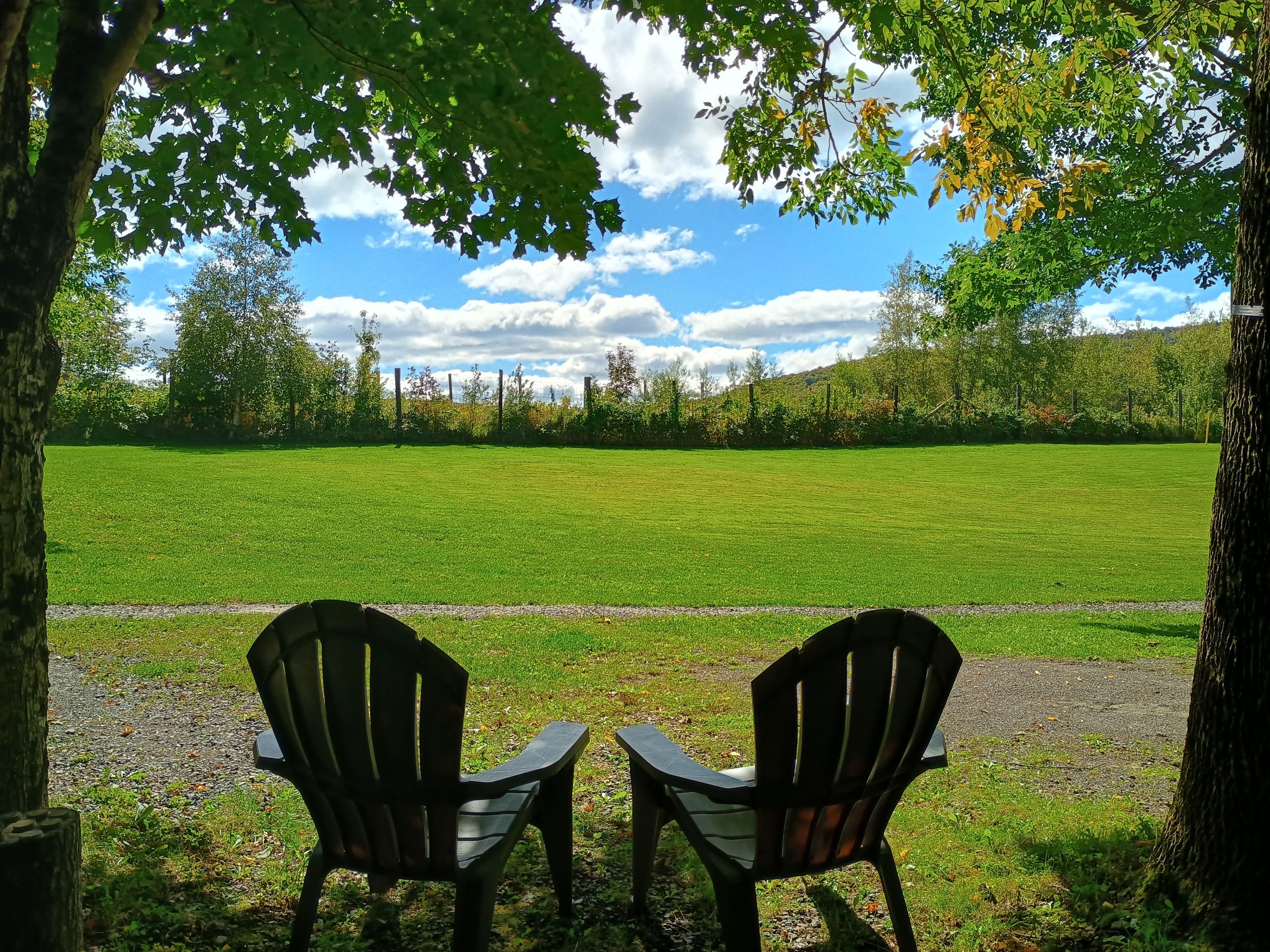 Two chairs under a tree with a view of a grassy field and a clear sky.