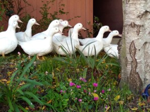 Um grupo de patos brancos em um jardim com uma estrutura de madeira e plantas floridas.