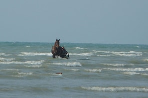 Um cavalo e um cavaleiro no oceano.