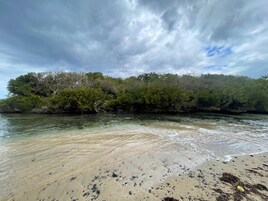 Una playa con aguas cristalinas, orilla de arena y abundante vegetación al fondo.