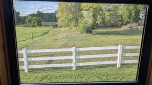 Blick durch ein Fenster auf einen weißen Zaun, ein saftiges Grasfeld und Bäume im Hintergrund.