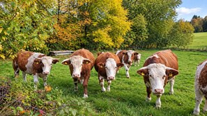 A group of cows in a grassy field with trees in the background. - Picturesque vacation rental in the Tegernsee Valley with a sauna and garden (Waakirchen)