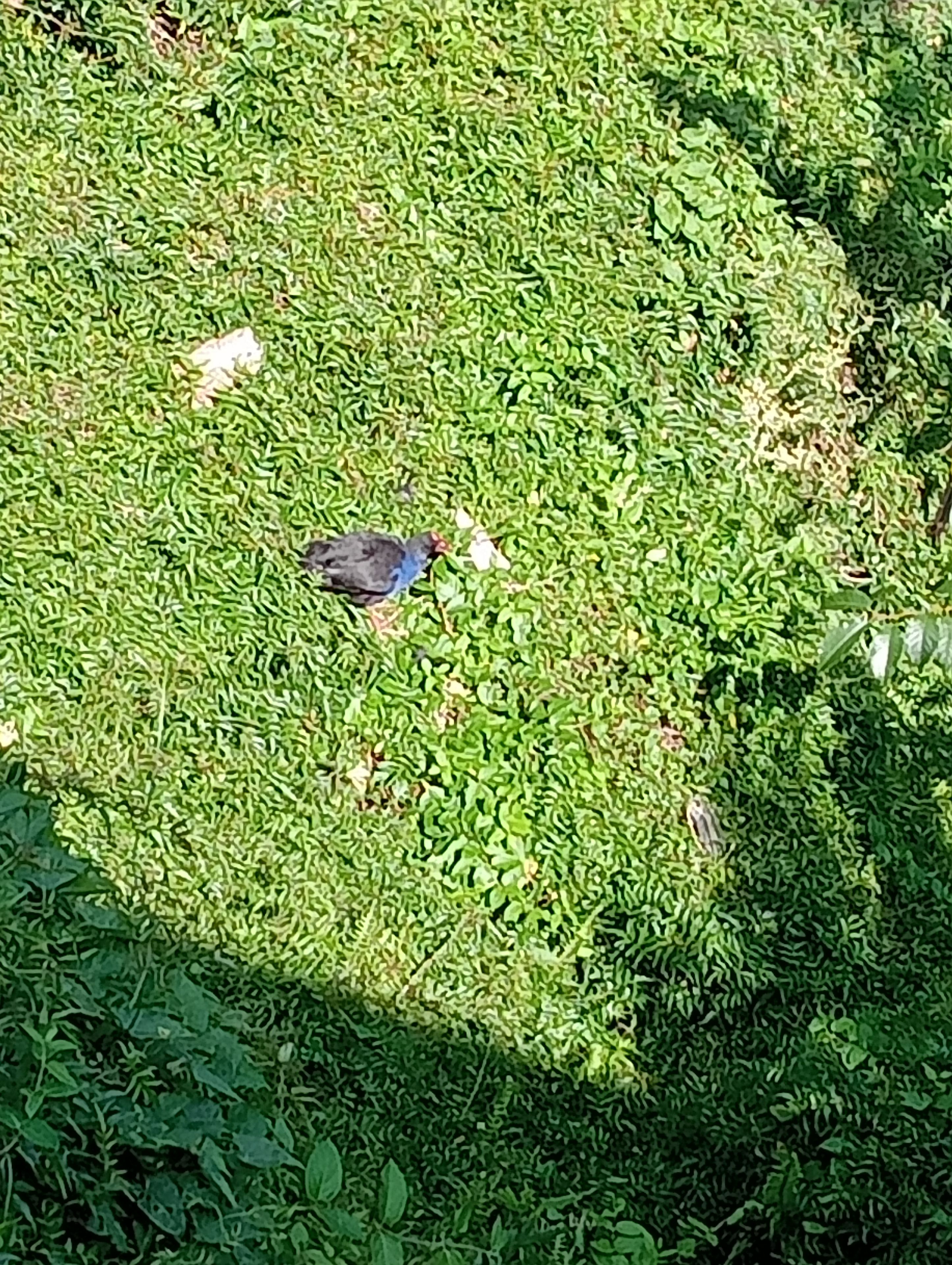 A bird on a grassy surface.
