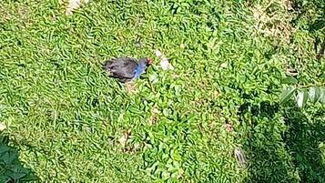 A bird on a grassy surface.
