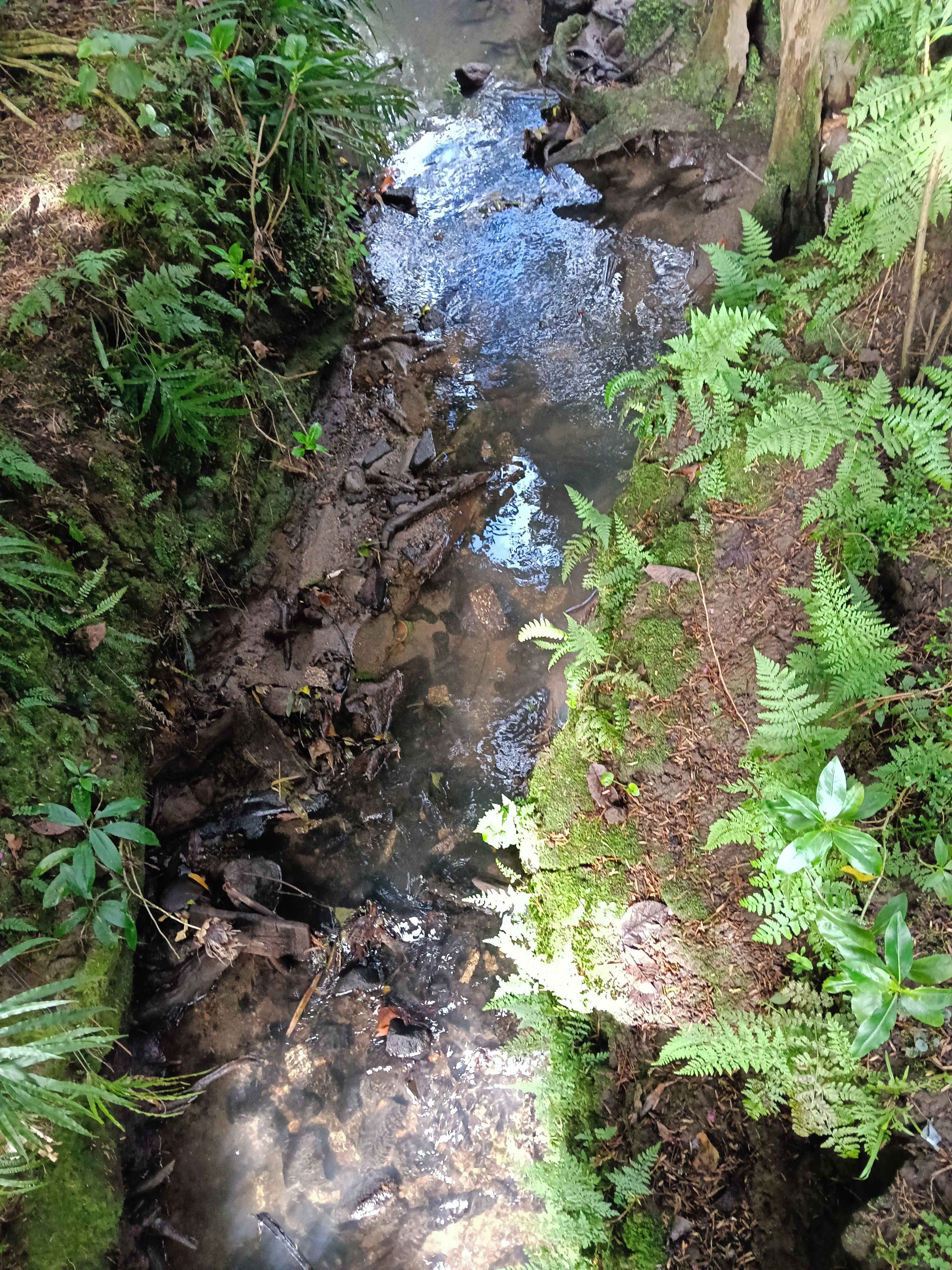 A natural stream surrounded by dense green foliage.