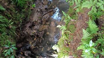 A natural stream surrounded by dense green foliage.