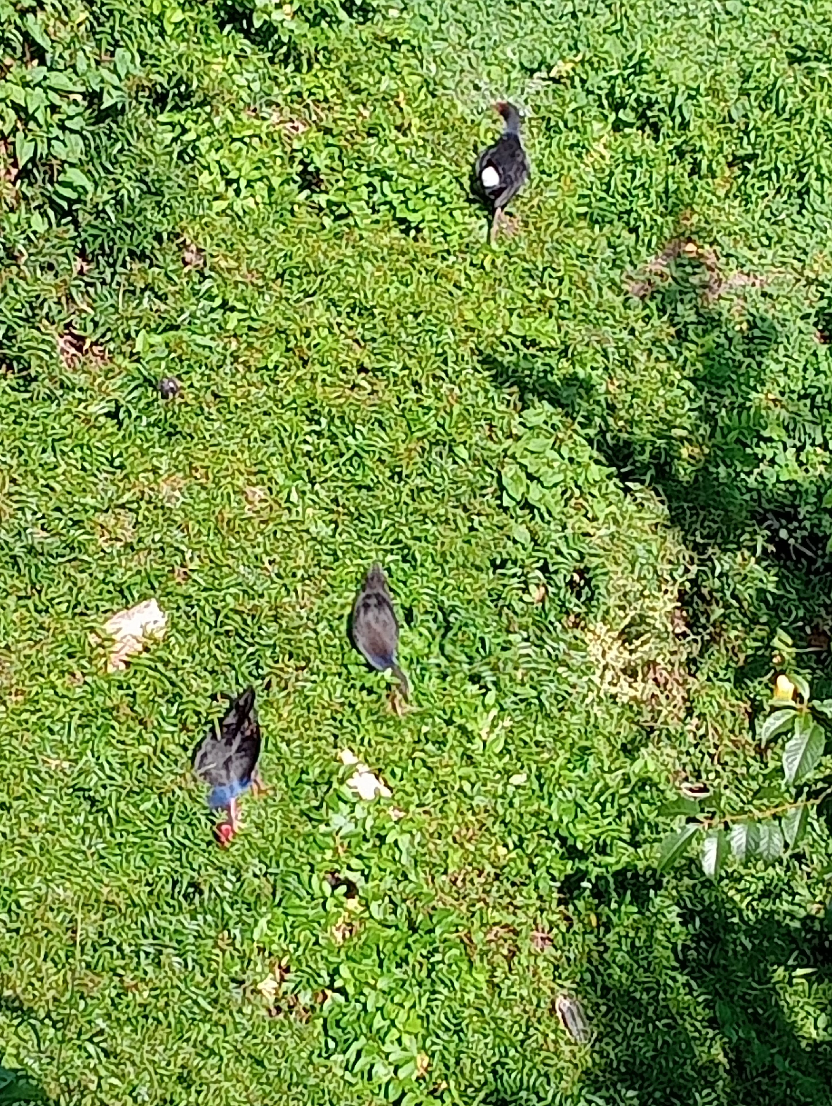 A bird on a green surface.
