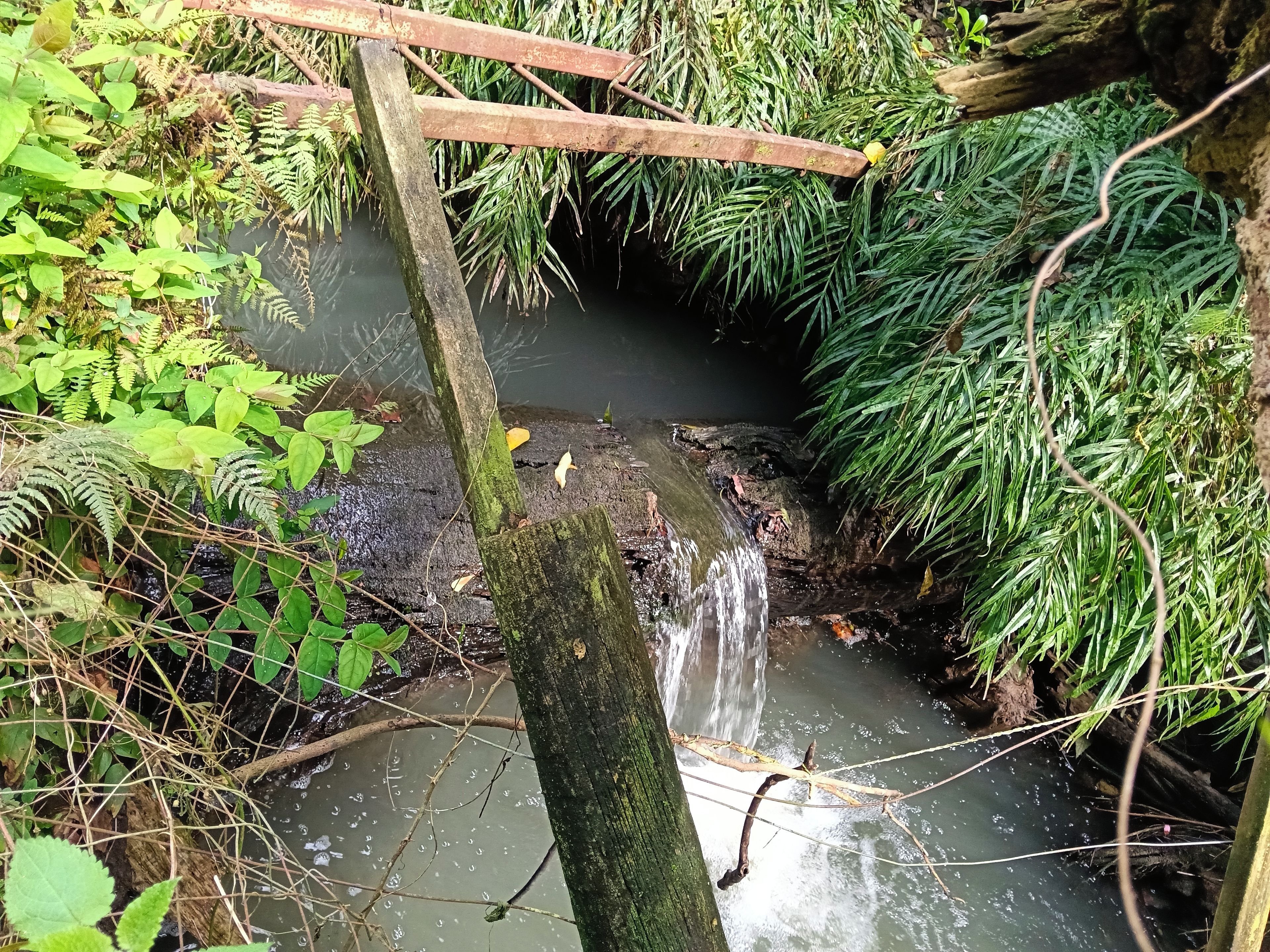 Un plan d’eau naturel, entouré d’une végétation luxuriante et agrémenté d’une structure en bois rustique.