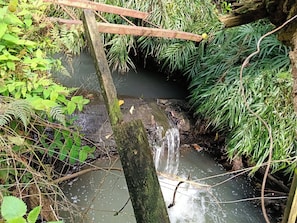 Un plan d’eau naturel, entouré d’une végétation luxuriante et agrémenté d’une structure en bois rustique.