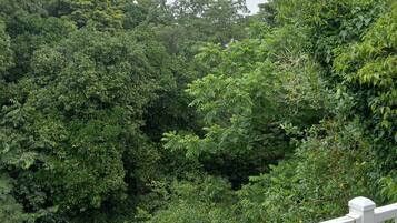 A lush green forested area with a white railing in the foreground.
