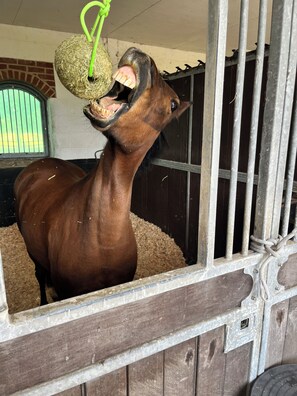 A horse inside a stable with a hay ball hanging from the ceiling. - Family run, family friendly Apartments set in 30 acres of countryside to explore (Farnham)