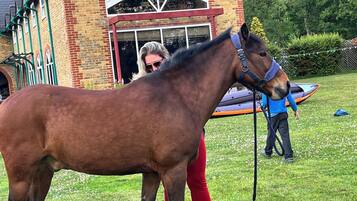 A horse standing in a grassy area with a building in the background.