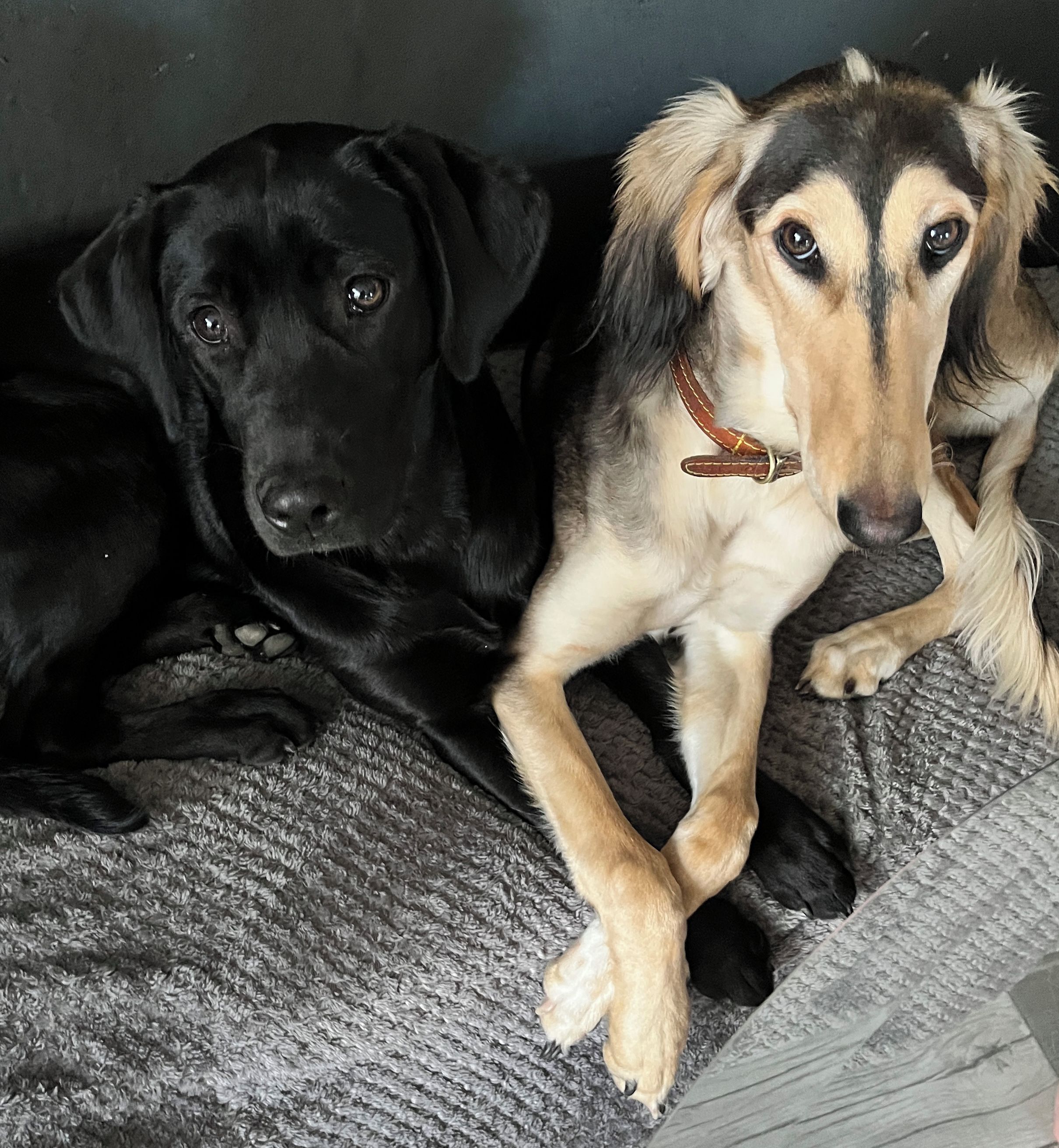 Two dogs lying on a textured grey surface.