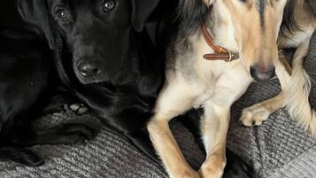Two dogs lying on a textured grey surface.