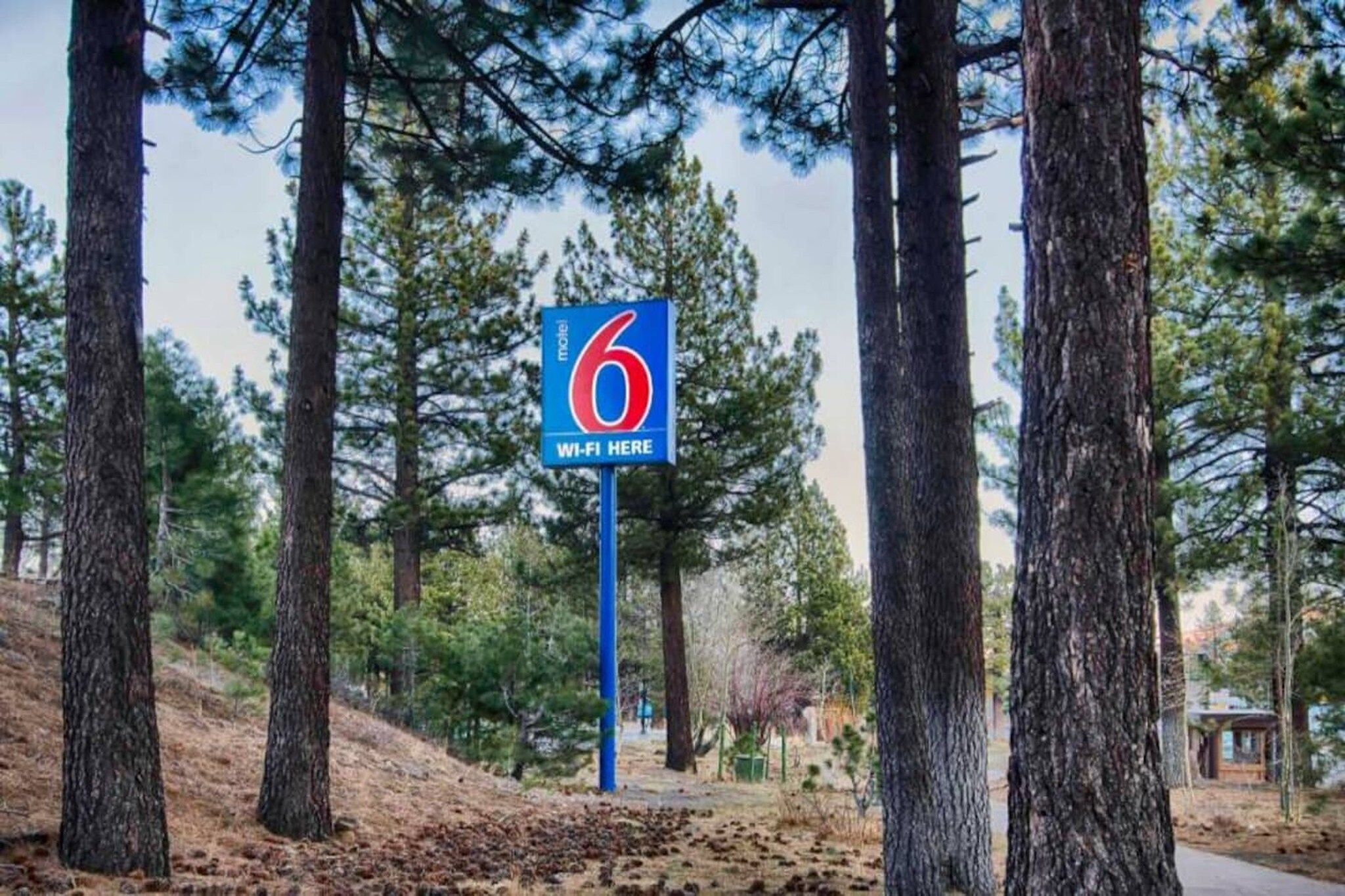Placa de motel com o número '6' e a mensagem 'WI-FI AQUI', cercada por altas árvores de pinheiro.
